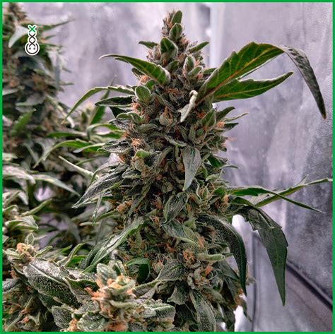 Amnesia Haze - Strain Information - CannaConnection