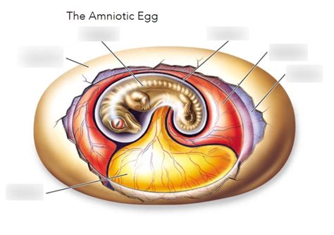 Amniotic Egg Set 1 Diagram Quizlet