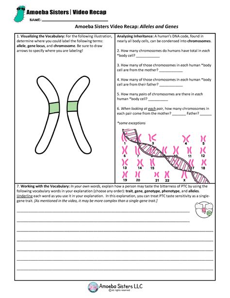 By Amoeba Sisters LLC. This is a zip folder that contains: 1. a two page select PDF handout (can be printed from and back if desired) that corresponds to our Amoeba Sisters Mitosis vs. Meiosis Side by Side Comparison video on YouTube and 2. a corresponding answer key. Subjects: Science, Biology, General Science.. 