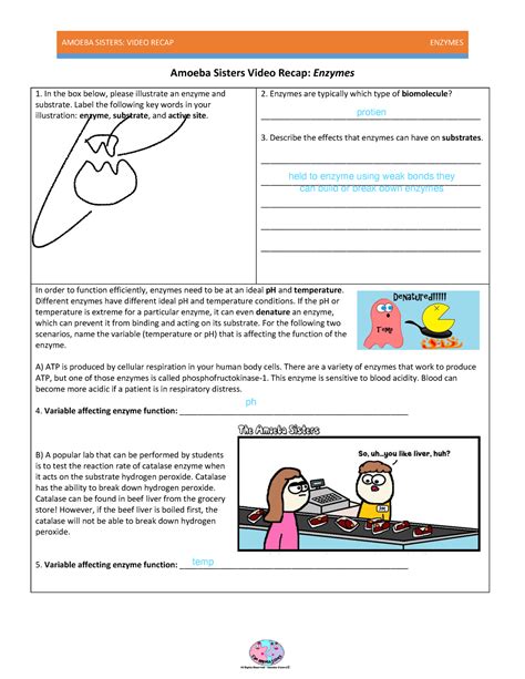 Showing top 8 worksheets in the category - Amoeba Sister Enzymes Answers. Some of the worksheets displayed are Amoeba sisters video refreshers april 2015, Amoeba sisters video recap enzymes answers, Amoeba sisters video recap enzymes work answer key, Amoeba sisters video recap enzymes, Biomolecules and enzymes answer key, Amoeba sisters video recap enzymes, Amoeba sisters video recap enzymes a .... 
