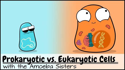 Amoeba sisters video recap prokaryotic vs. eukaryotic cells. AMOEBA SISTERS: VIDEO RECAP PROKARYOTES AND EUKARYOTES Amoeba Sisters Video Recap: Prokaryotes and Eukaryotes 1. The beginning of the video clip discusses potential challenges of a fungal infection and how antibiotics only work on prokaryote cells. Label the following with a P (prokaryote) or E (eukaryote). 2. What is the below statement ... 