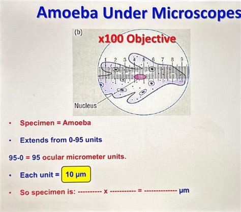 Amoeba under microscope labeled.  The units on the ocular micrometer are...