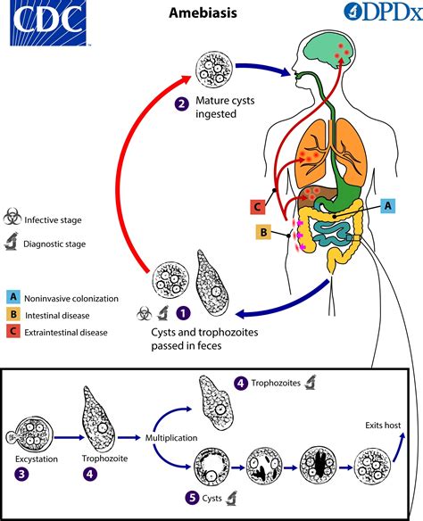 Amoebiasis and Giardiasis