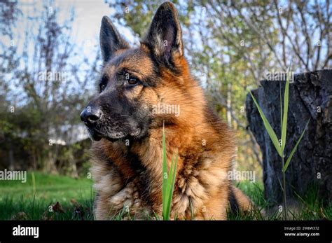 Among the many endearing traits of the German Shepherd breed, their alert, upright ears are one of the most distinctive