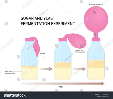 Amount Of Sugar On Yeast Fermentation - 1073 Words