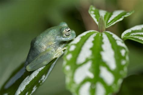 Amphibian Ark - Zoo Atlanta