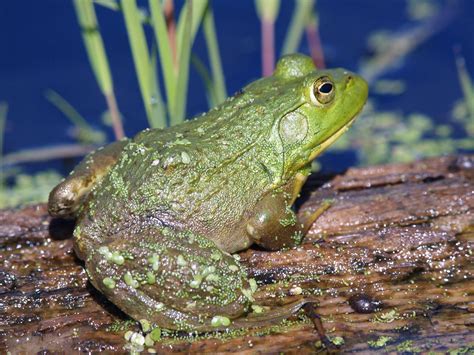 Amphibians — Invasive Species of Idaho