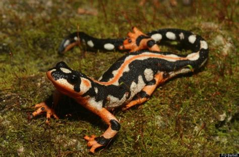 Amphibians are the most endangered animals on the planet