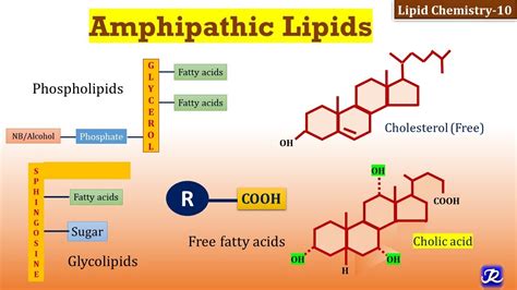 Amphipathic lipids.  Amphipathic &alpha; helices in ATG3 proteins (AH ATG3) have l...