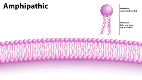 Amphipathic structure. .  <a href=https://uvote.mgientertainment.us/ass...
