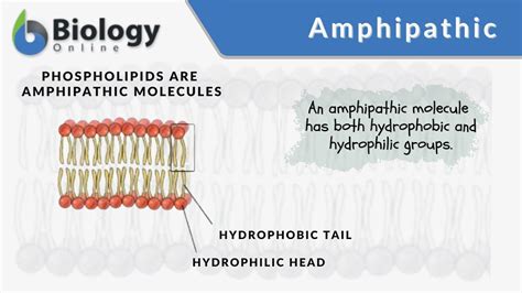 Amphipathic word origin.  Figure 9.  Amphipathic &alpha;-helices can be found at the surfa...