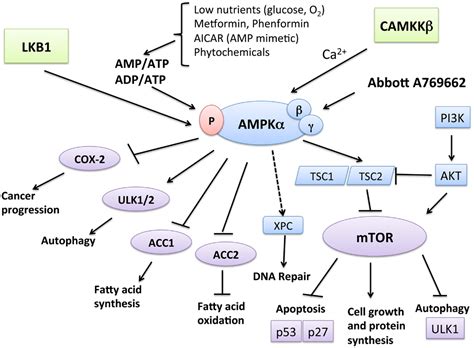 Active <b>AMPK</b> inhibits biosynthetic enzymes like mTOR and acetyl CoA carboxylase (required for protein and lipid synthesis, respectively) to en. . Ampk