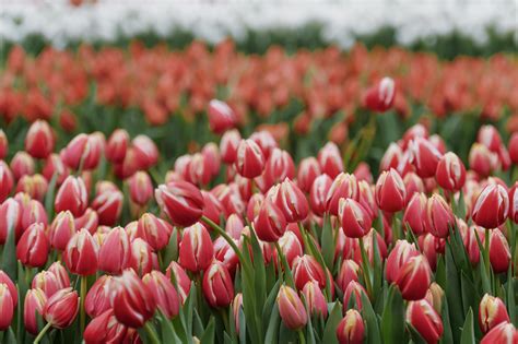 Amsterdam Tulip Festival 2024 - Tulips in Holland