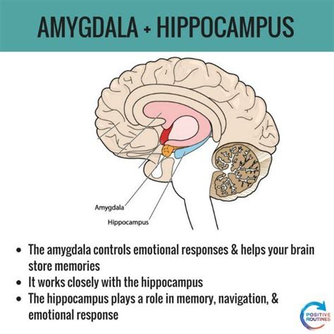 Amygdala and hippocampus volumetry and diffusivity in relation …