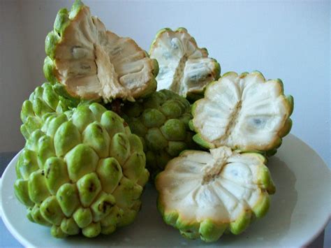 Anón fruta. Sweetsop (Annona squamosa) or sugar apple is a relative of Cherimoya usually grown from seed and well adapted to South Florida. Most seeds are true to type. The trees average 15 ft high. Not hardy below 29 degrees f. This fruit is sweeter and knobbier than Cherimoya but not as creamy. 