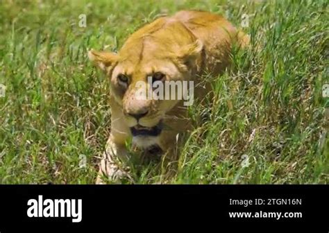 An African lioness lies on the green grass and rests under the …