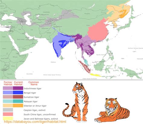 An Analysis of A Tiger