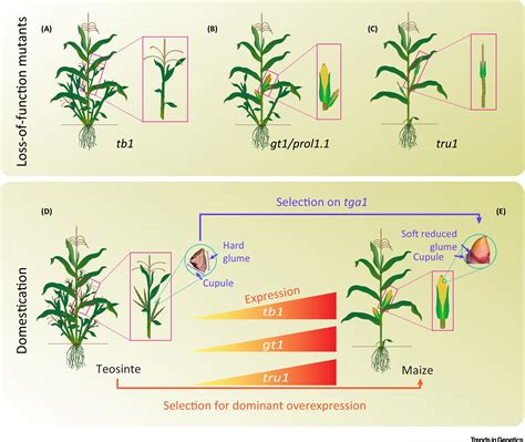 An Approach to the Genetics of NUE in Maize