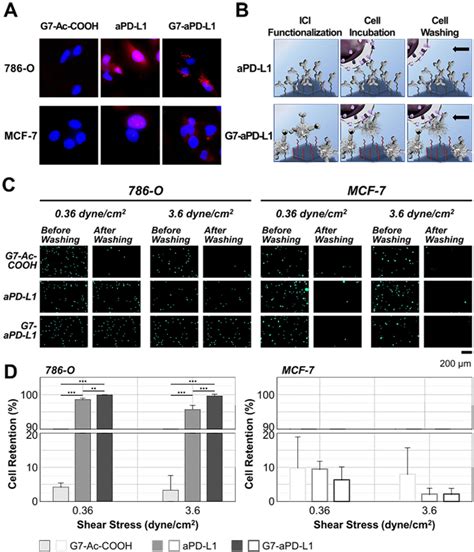 An Avidity-Based PD-L1 Antagonist Using Nanoparticle-Antibody …