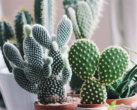 An Easy Guide On How To Repot A Cactus Plant Succulent City