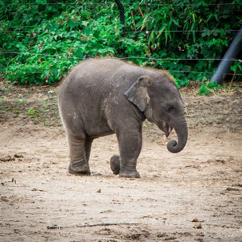 th?q=An Elephant & Piggie Biggie! (An Elephant and Piggie Book) Author Mo Willems