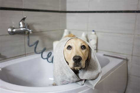 An Epsom Salt Bath Could Soothe Your Dog