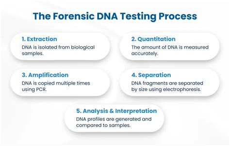 An Essential Guide to Forensic DNA Testing Process ARCpoint Labs