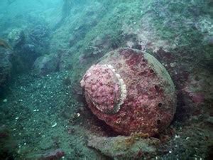 An In-Depth Look at Abalone: Part II - Reef Check