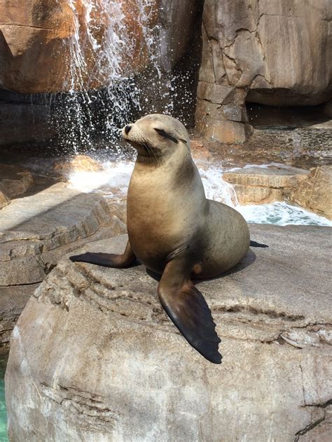 An In-Depth Look at the Majestic Brown Seal [2024]