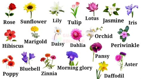 An Incredible Compilation of Full 4K Flower Images with Names Over