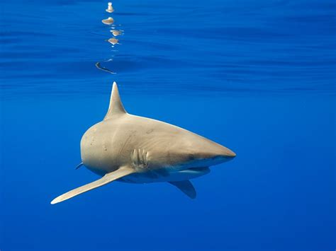 An Overfished Shark Species Will Now Finally Get The …