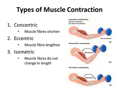 An Overview of Eccentric Muscle Contraction