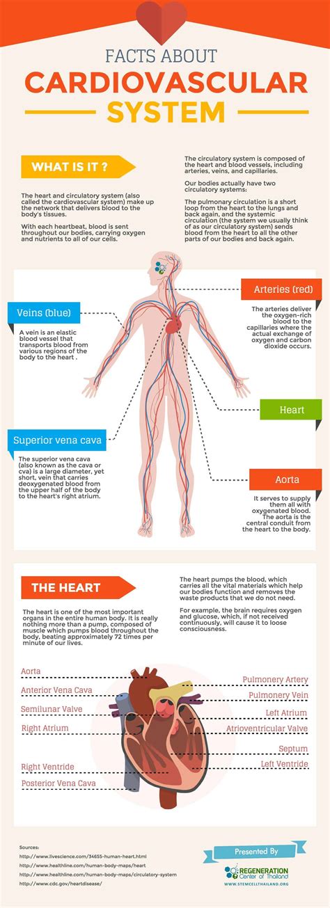 An Overview of the Cardiovascular System Components