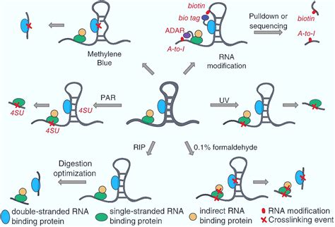 An RNA-Binding Protein Specifically Interacts with a Functionally ...