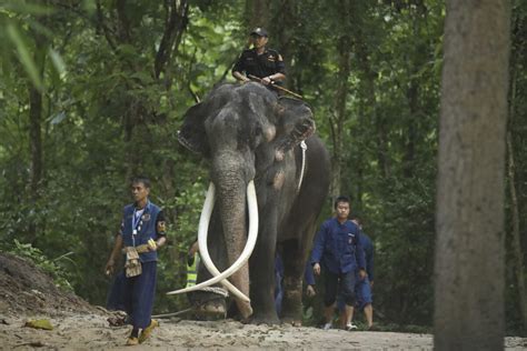 An ailing Thai elephant returns home for tender loving care after years of neglect in Sri Lanka