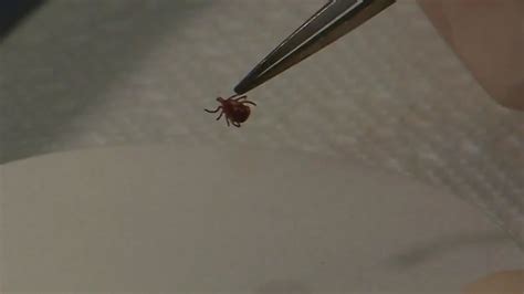 An alert for travelers about a deadly tick-borne disease — and more