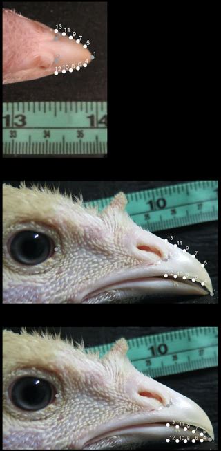 An analysis of beak shape variation in two ages of domestic …