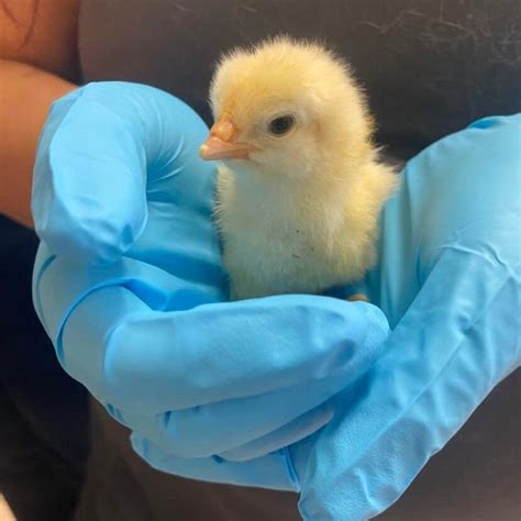 An egg-ceptional rescue: Chicks saved from Fairfax Co. dumpster