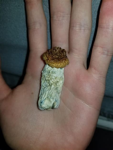 It took about 15-20 of my shrooms. Could someone look at the picture below and tell me if it looks like an eighth? I always imagined that 3.5 grams of mushrooms wouldn't take so many mushrooms, so I think maybe my scale is off. (By the time I took the picture, the scale had automatically shut off, but it read 3.5 grams.). 