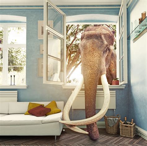An elephant in the living room leader s guide a. - Magnetiseure: die windige karriere einer literarischen figur.