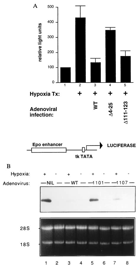 An essential role for p300/CBP in the cellular response to hypoxia