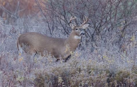An expanded deer hunt is coming to a Massachusetts park where the deer population has jumped