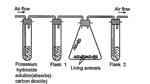 An experiment is set up as shown. Flasks 1 and 2 contain lime water