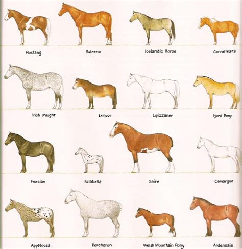 An identification guide to horse breeds. - Manuales de la máquina de coser rex.