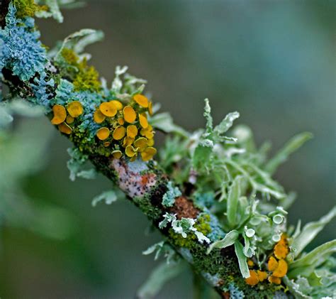 An introduction to lichens