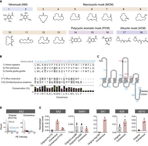 An odorant receptor that senses four classes of musk compounds