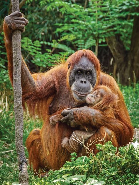 An orangutan baby is born at the Saint Louis Zoo for the first time in nine years