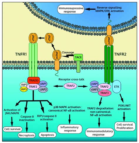 An overview of developing TNF-α targeted therapy for …