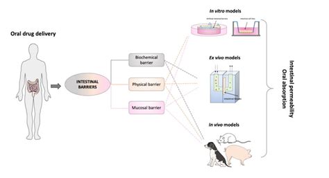 An overview of in vitro, ex vivo and in vivo models for studying the ...