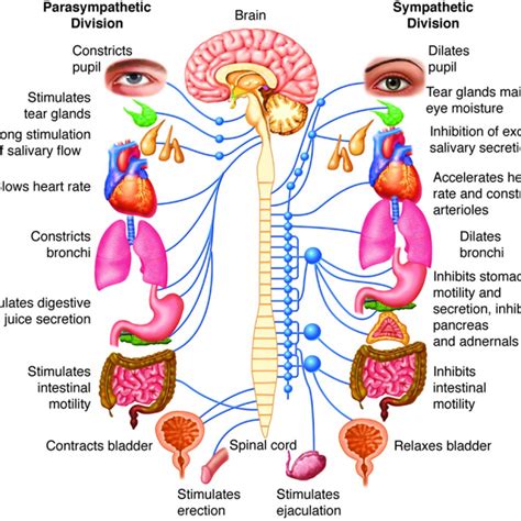 An overview of the sympathetic and parasympathetic components of the
